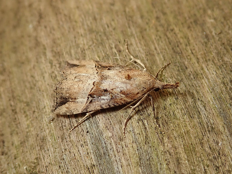 da identificare: Crambidae??  No, Erebidae: Hypena rostralis